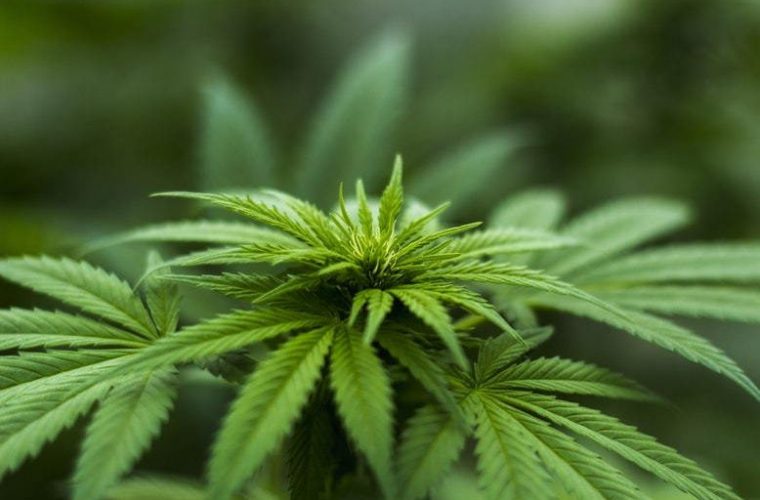 Consume CBD Oil